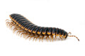 Coromus diaphorus adult